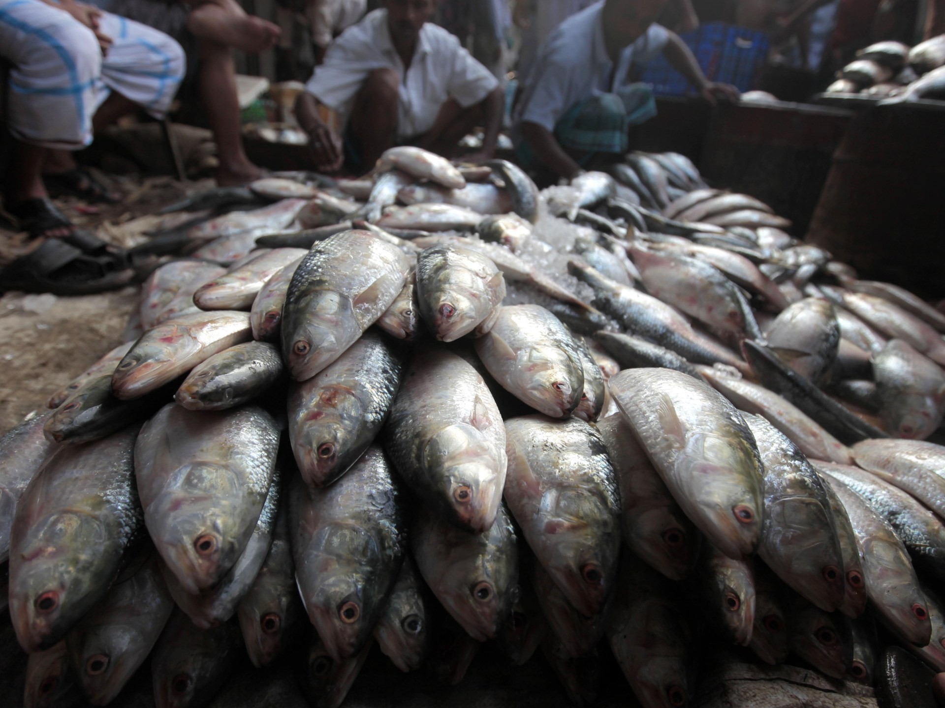 Fishy diplomacy: How a hilsa ban added to India-Bangladesh tensions
