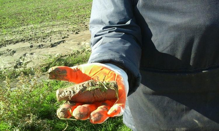 Azerbaijan clears over 2,000 hectares of land of mines