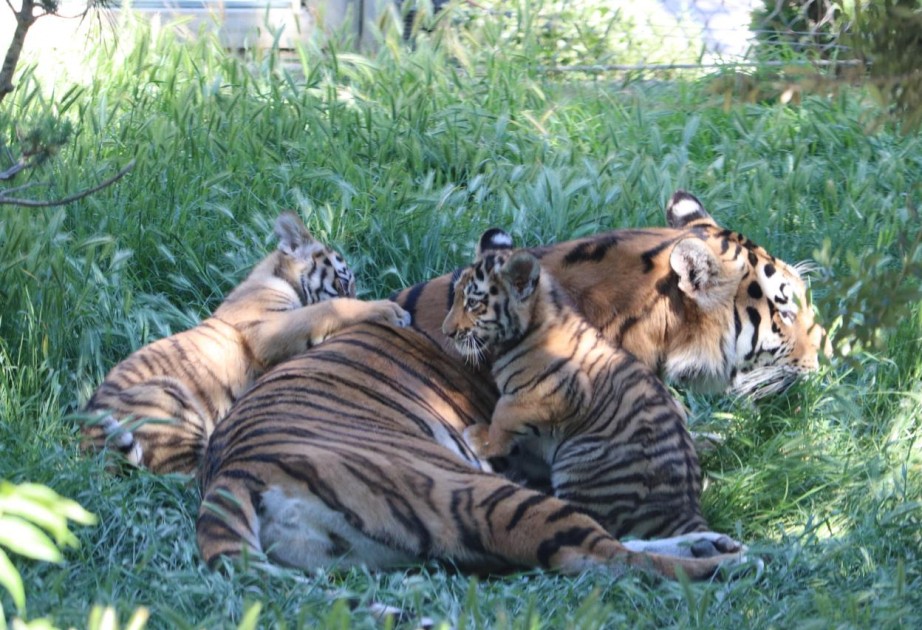 Two Amur tiger cubs born at Baku Zoo
