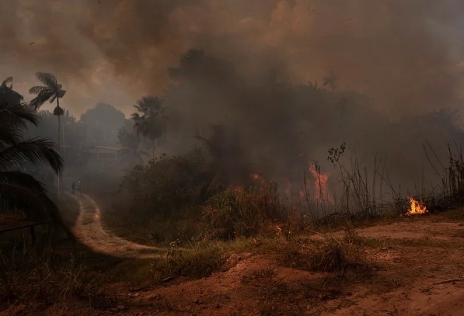 Tropical forest loss eased in 2023 but threats remain, analysis shows