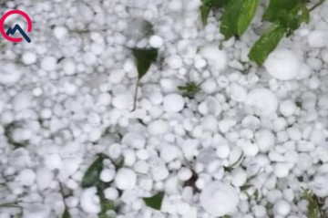 Zaqatalaya yağan dolu təsərrüfata ziyan vurdu