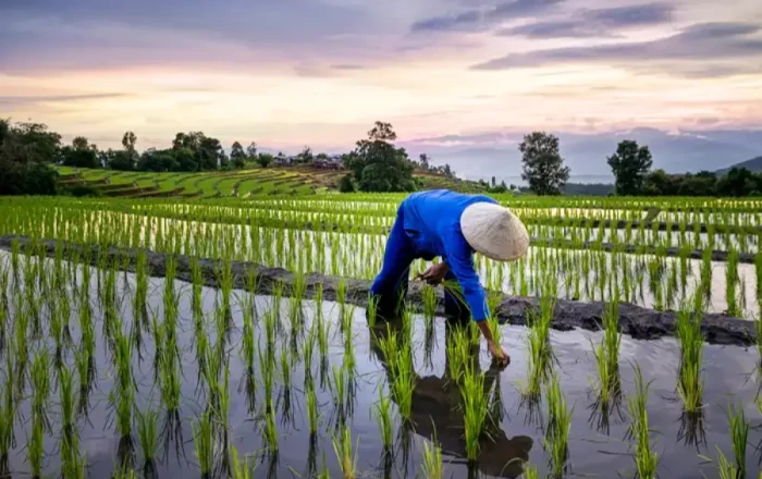 Traditional crossbreeding reduces rice crop methane by nearly three-quarters