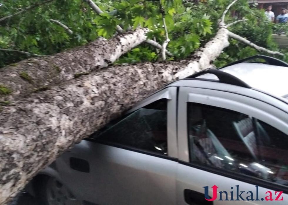 İsmayıllıda bir ağac 3 avtomobilin üstünə aşdı - FOTO<span class="qirmizi"></span>