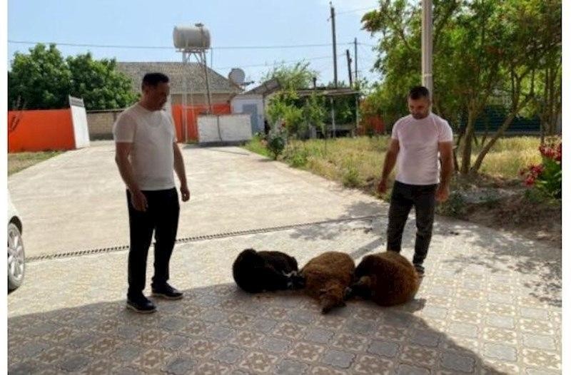 Elman Nəsirov Ərdoğanın qələbəsi ilə bağlı söz verdiyi QURBANLARI KƏSDİ<span class="qirmizi"></span>