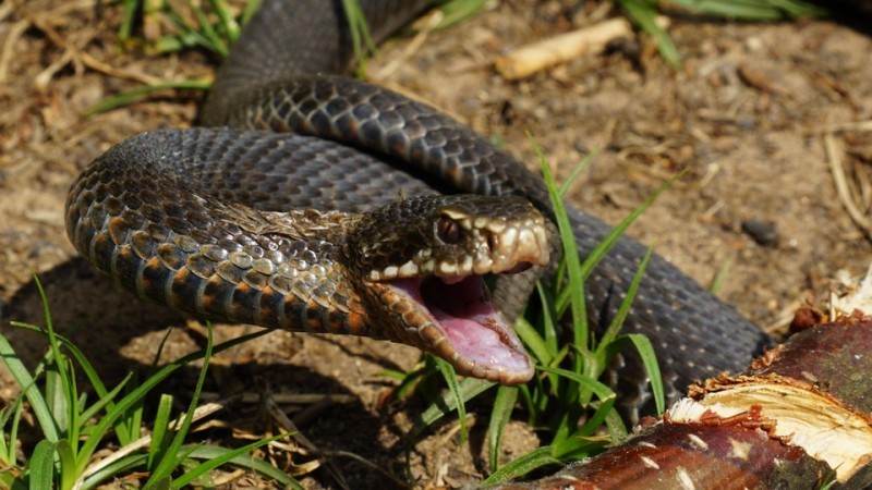 Жительницу Гаджигабульского района укусила змея