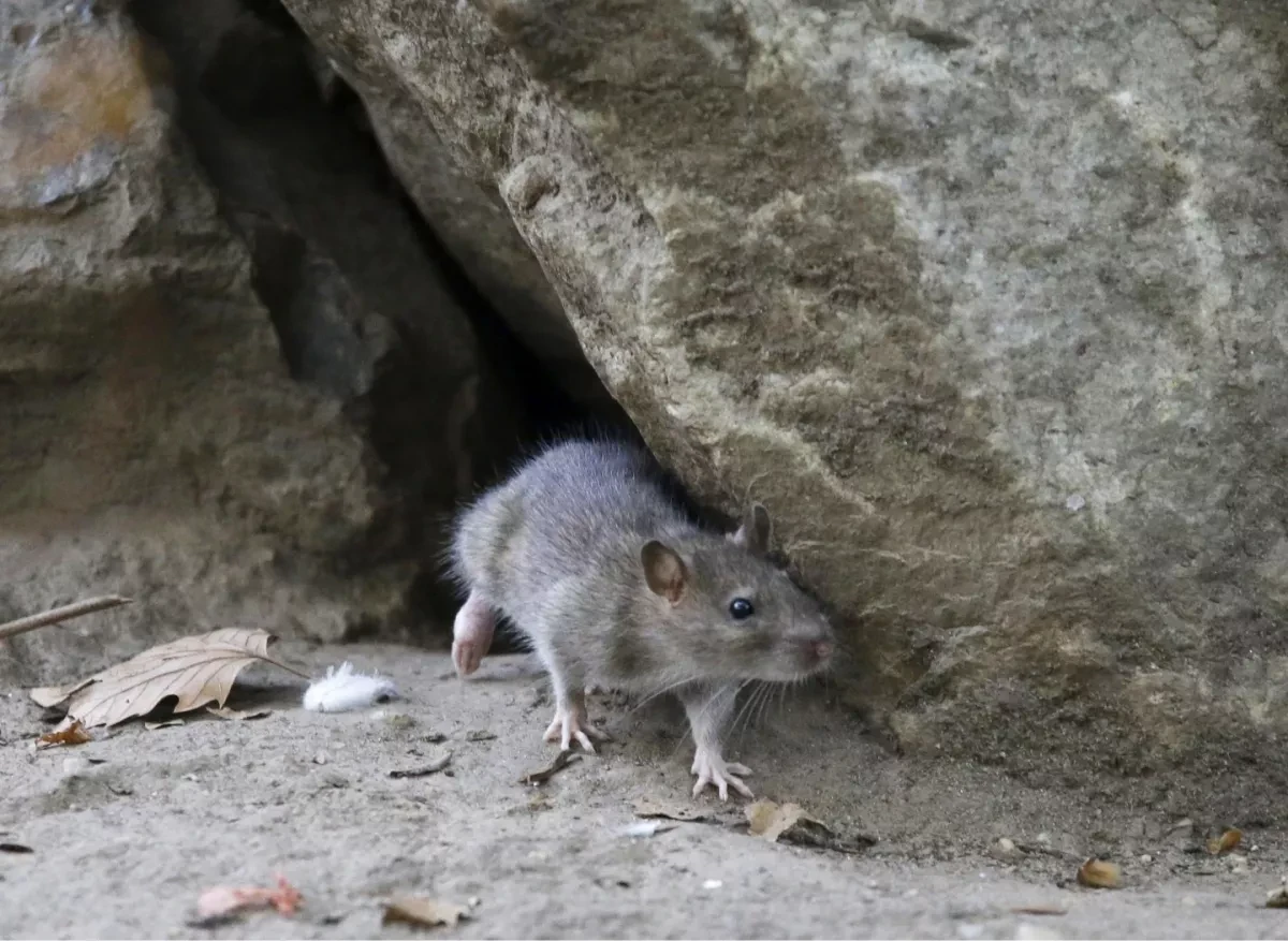 Washington leads rat infestation growth New Study Reveals