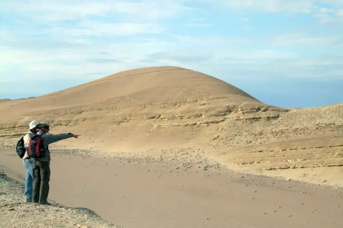 Great white shark's 9-million-year-old ancestor found in Peru desert
