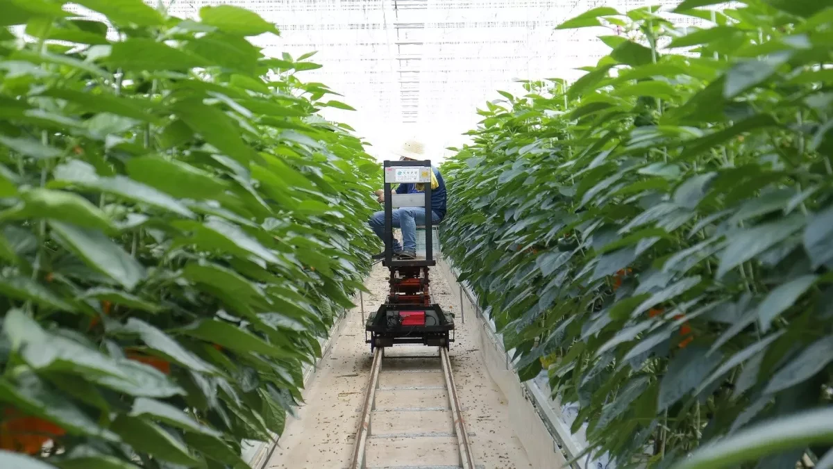 Harnessing AI to combat hunger: Bridging innovation and real-world needs