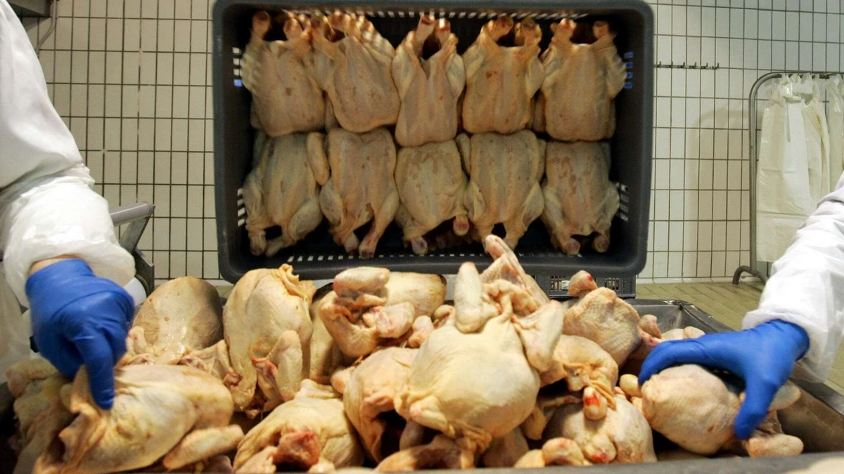 Broyler toyuqları sağalmaz xəstəliyə, sonsuzluğa, cinsi zəifliyə səbəb olur?