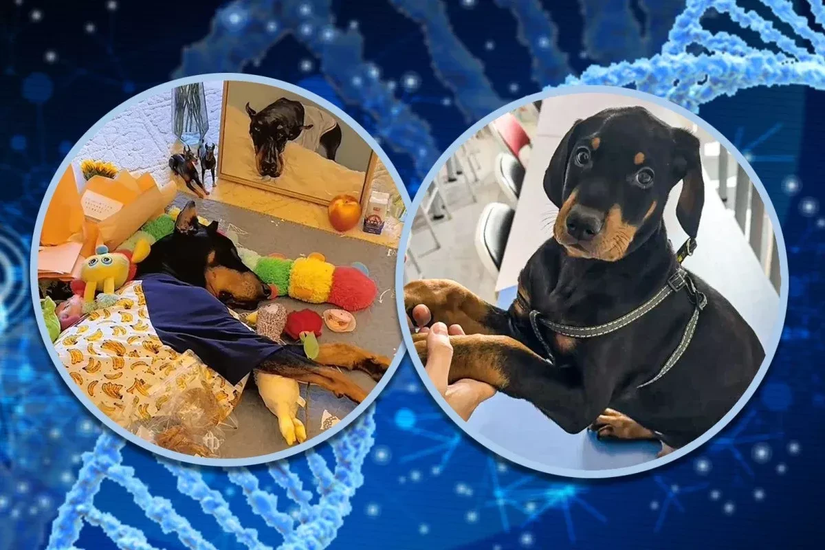 Chinese woman brings back her dog with $22,000 pet clone