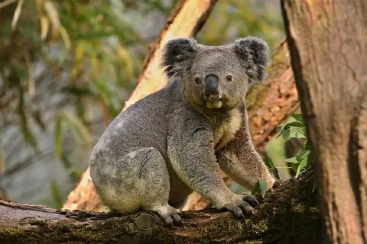 Outrage as Australia kills 700 koalas in aerial cull, leaving joeys orphaned