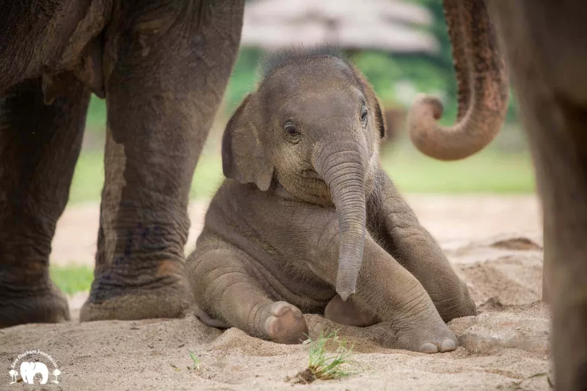 Bornean elephants: Small in size, big in struggle for survival