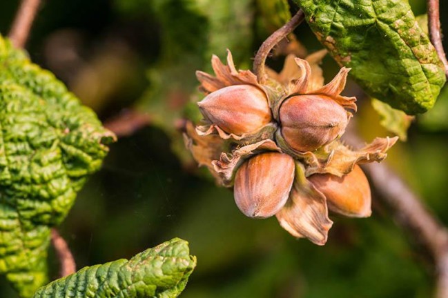 Azerbaijan's hazelnut export revenues multiply in 1H2025
