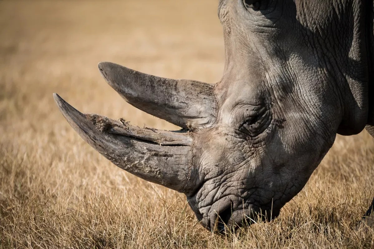 How wildlife conservatists combat poaching by injecting radioactive material into rhino horns
