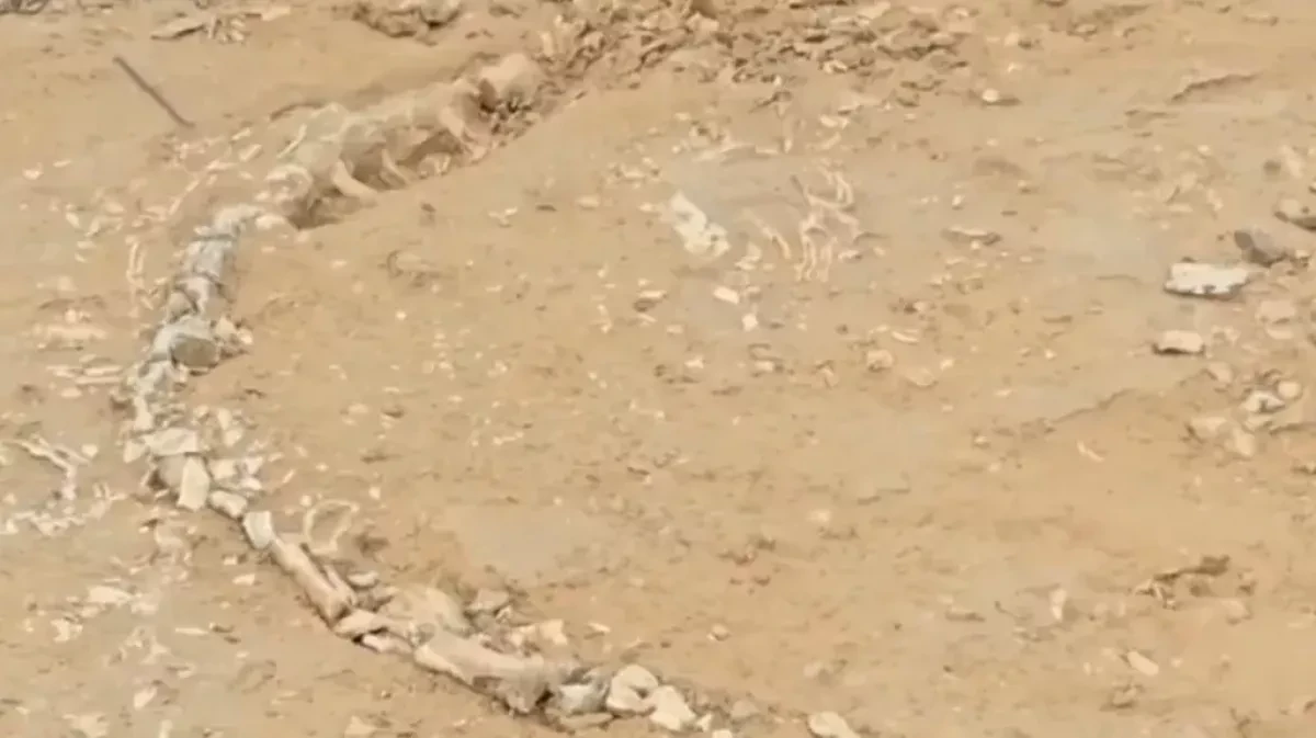 Rare Jurassic-era fossil unearthed in India