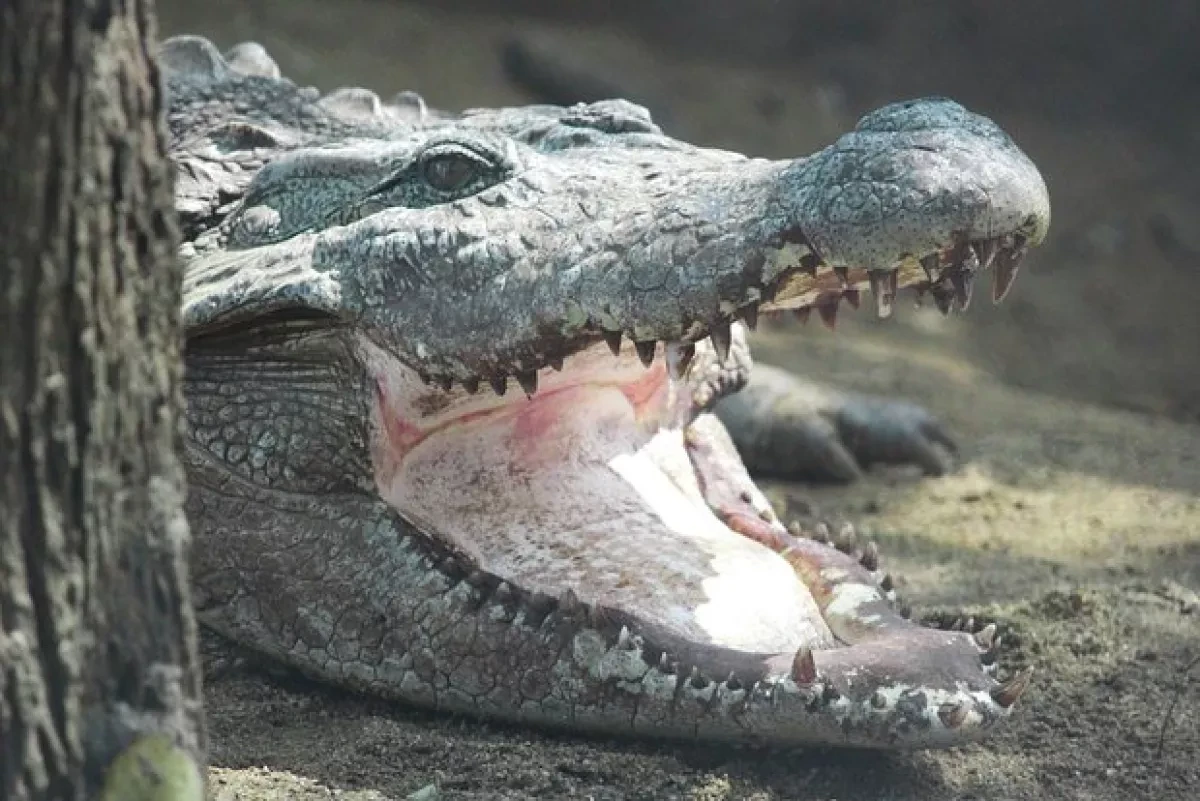 Hunters capture 317-kilogram alligator in Mississippi