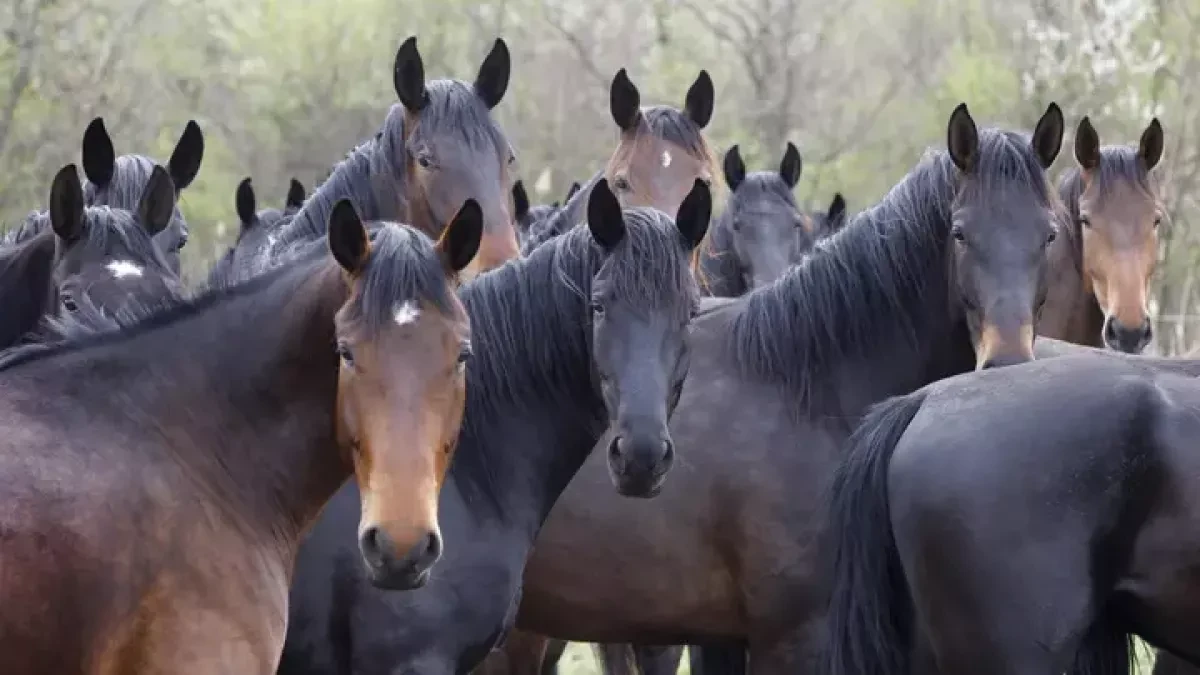Kazakhstan farmers rally behind man accused of shooting 17 horses