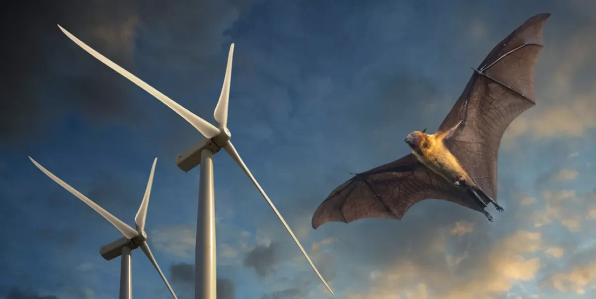 Wind turbines kill millions of bats, but smart sensors could save them