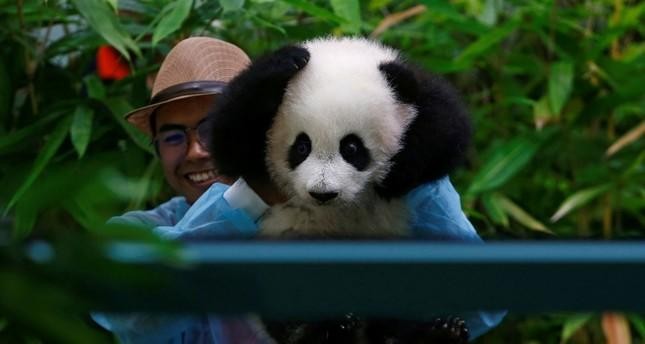 Twin pandas will leave Tokyo Zoo leaving Japan without panda