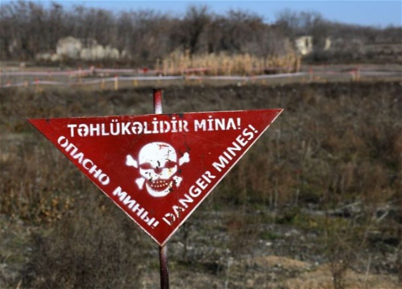 В Азербайджане создается правовая основа для использования животных при разминировании