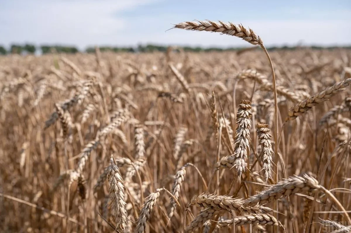 Markets eye 2026 wheat amid forecasted global production drop