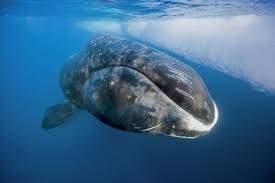 Germany scraps plan to rescue stranded whale