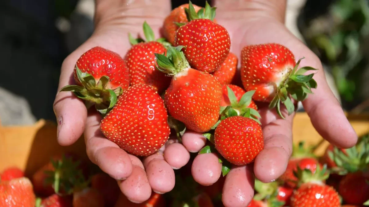 Armenia halts strawberry shipments to Russia after phytosanitary findings
