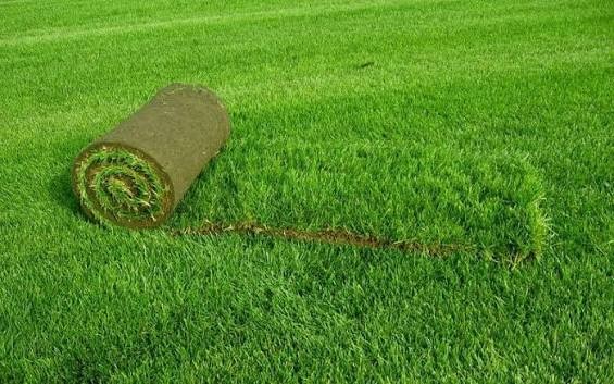 Qazonu nə vaxt biçmək lazımdır?