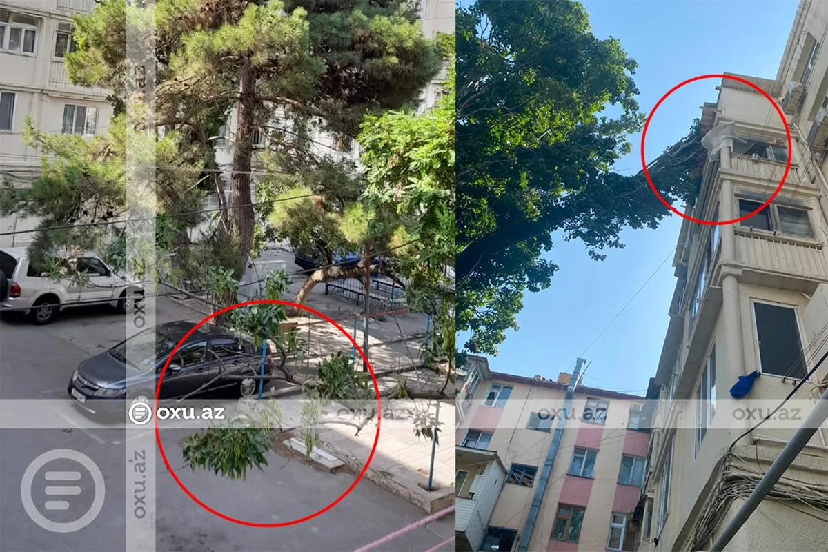 В Баку дерево упало на пятиэтажный жилой дом - ФОТО/ВИДЕО