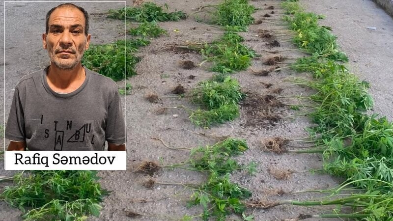 İmişlidə çətənə kolları yetişdirən şəxs saxlanıldı - FOTO