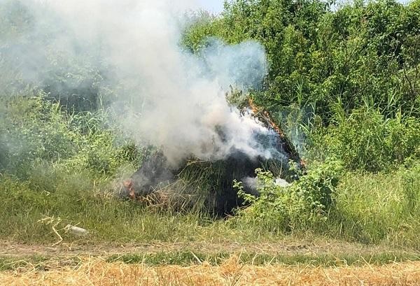 В Шуше уничтожили тонна дикорастущей конопли