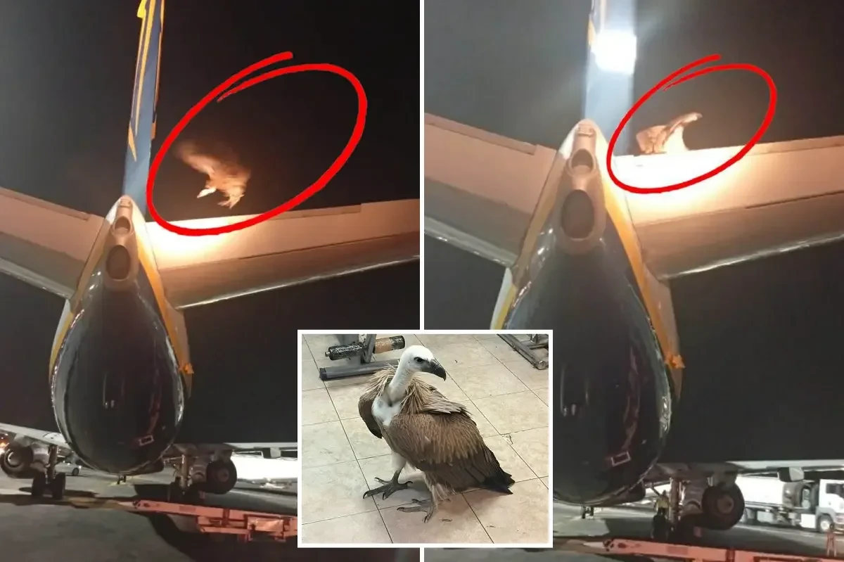 Yunanıstanda sərnişin təyyarəsinin uçuşu kərkəs quşuna görə təxirə salındı -