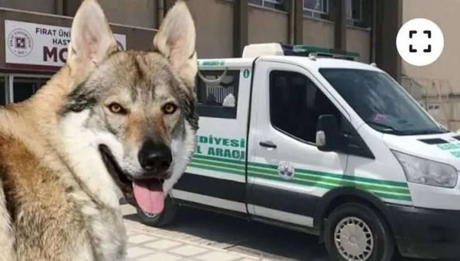 Arvadını tövləyə girən   canavar bilib güllələdi