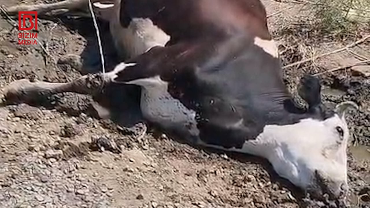 Elektrik naqili cins heyvanın tələf olmasına səbəb oldu –