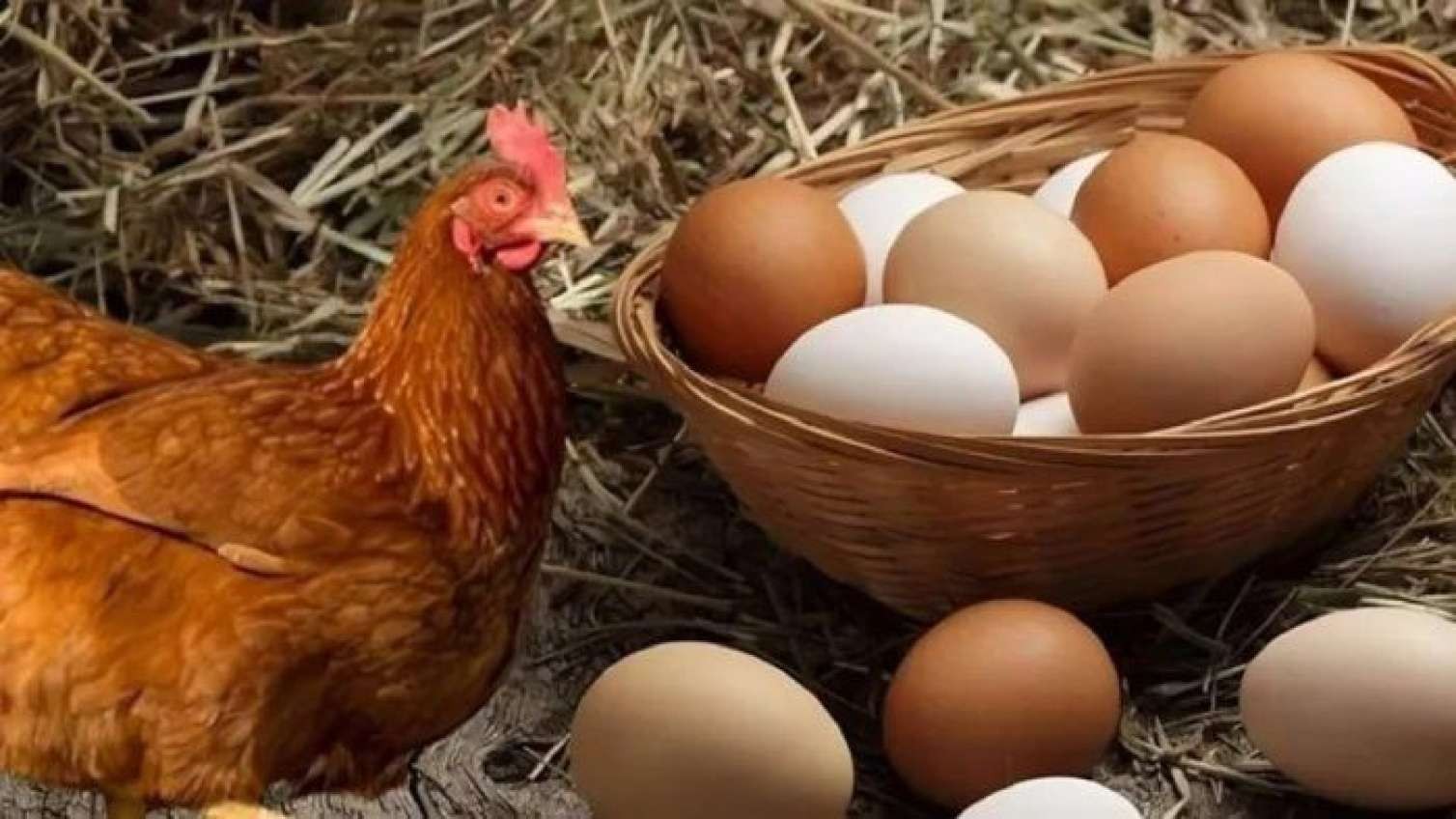 Əvvəl toyuq yaranıb, yoxsa yumurta? -   Əbədi suala CAVAB