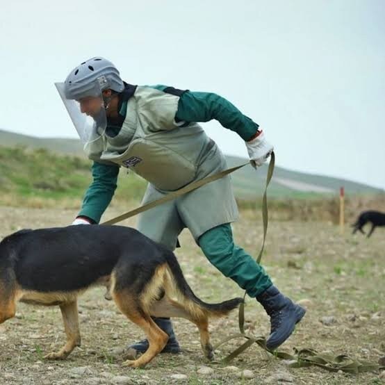ANAMA-ya 60-dan çox minaaxtaran it bağışlanılıb