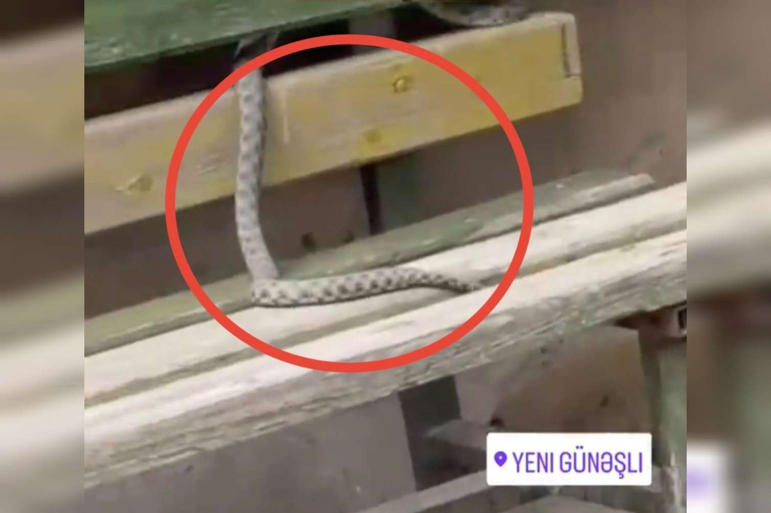 Yeni Günəşlini ilan basıb  -