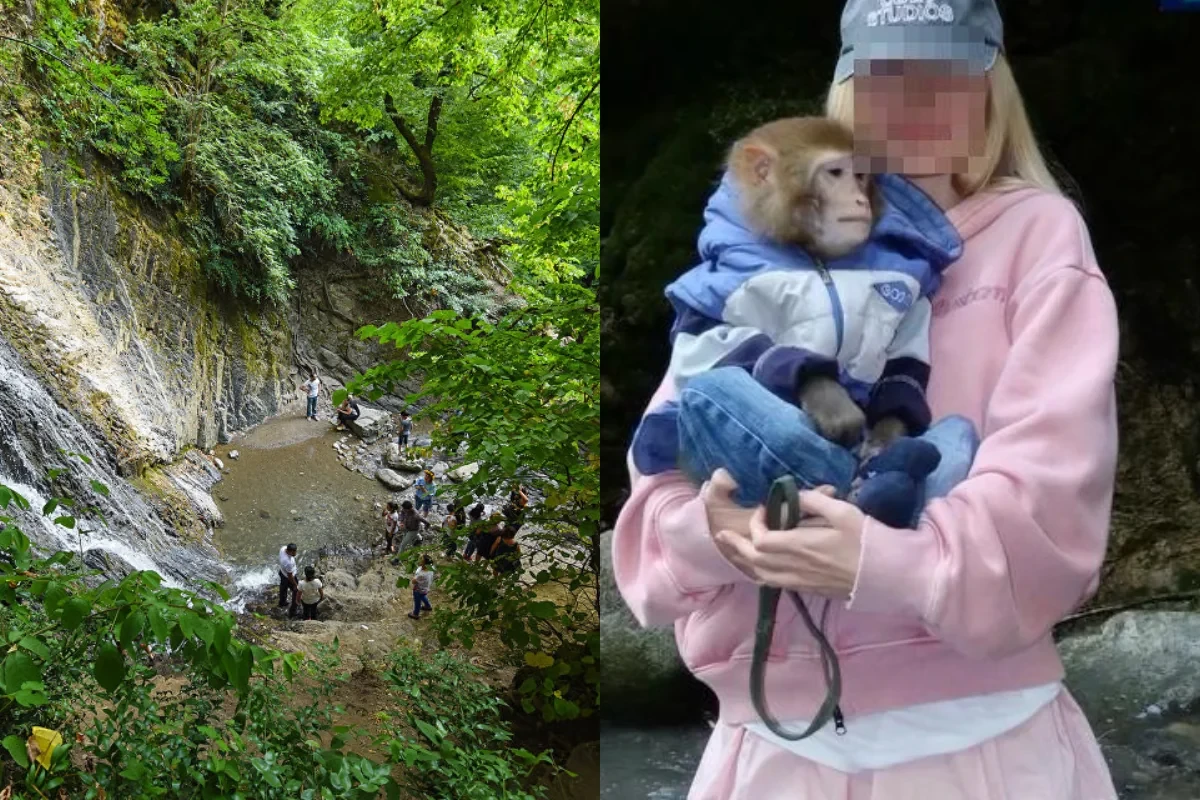 Qəbələdə turist meymunla şəkil çəkdirərkən başından yaralandı - Foto