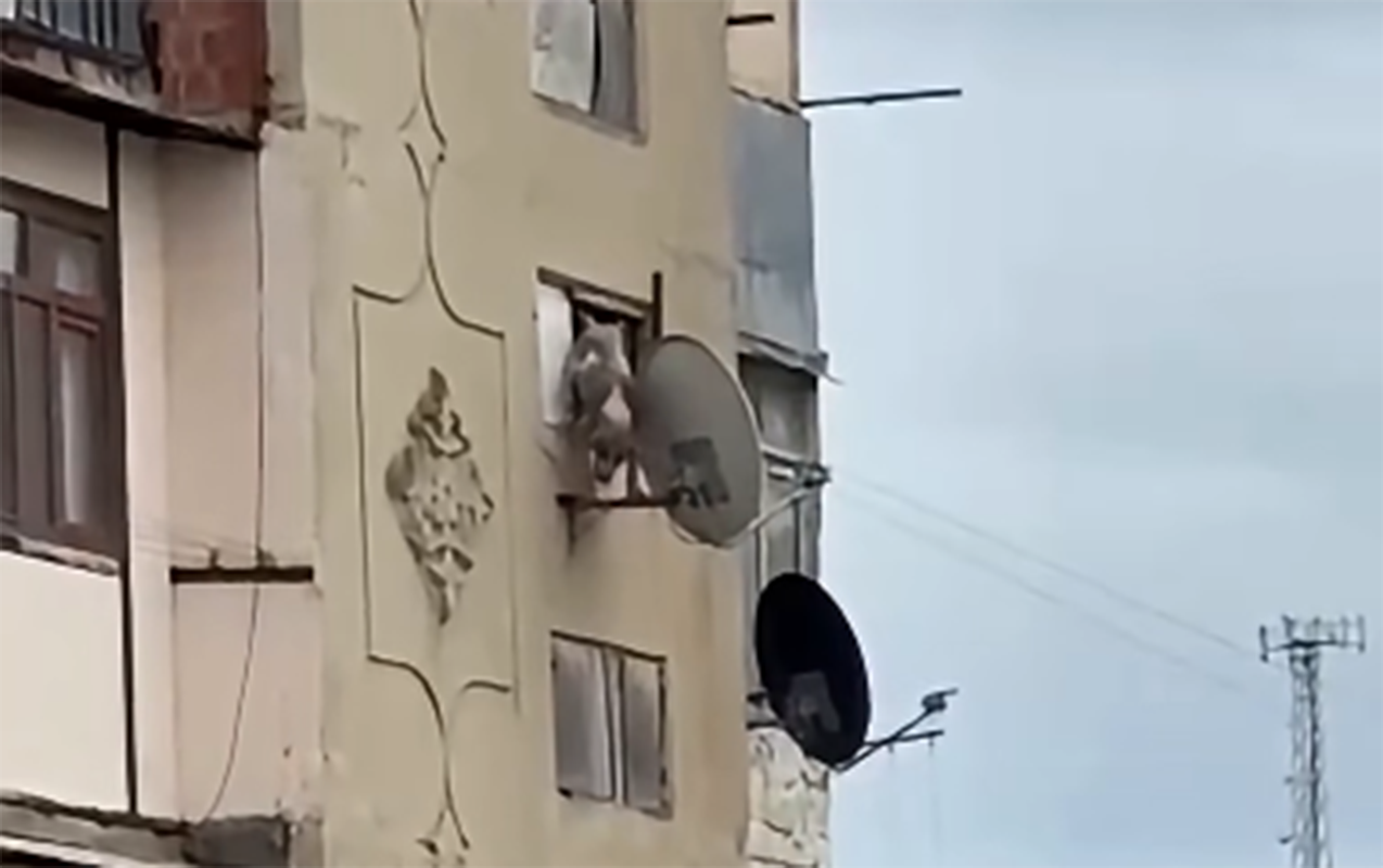 Bakıda iti pəncərədən atan şəxsə -