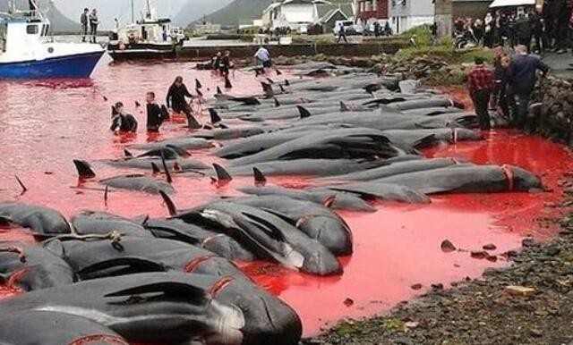 12 killer whales found dead on New Zealand beach