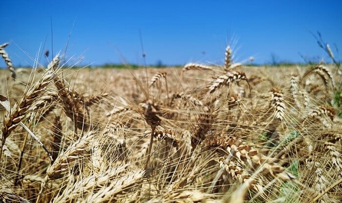 Azerbaijan increases barley exports by 24.3%