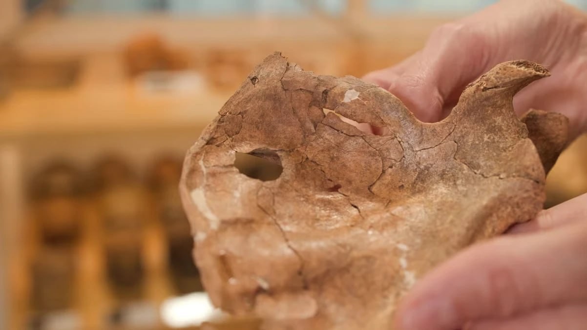 Neandertal insanın 75 min il əvvəl taxta nizə zərbəsindən həlak olduğu üzə çıxdı -