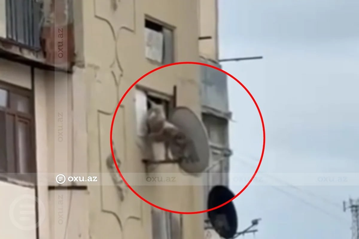Bakıda itə qarşı zorakılıq  -