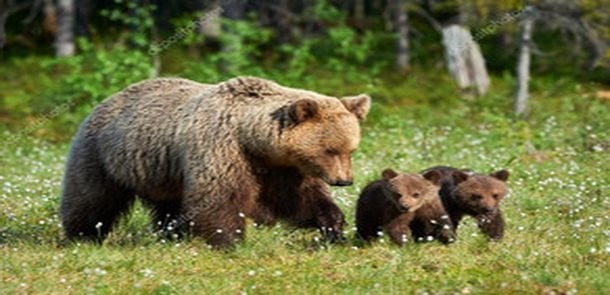 Russia considers emergency culling of over 100,000 bears