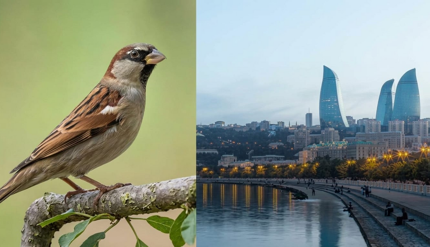Bakıda sərçələr niyə əvvəlki kimi görünmür?