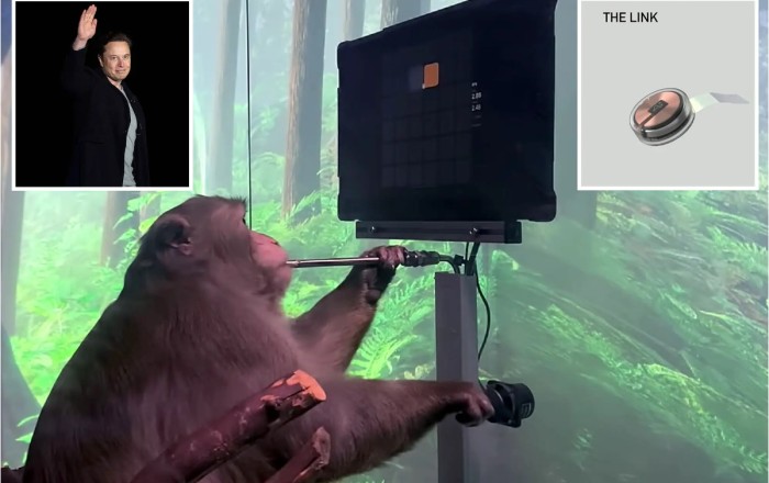 Илона Маска обвинили в сокрытии ужасных фактов при экспериментах с обезьянами