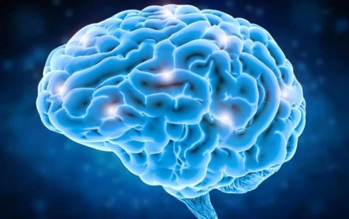 Американские исследователи зафиксировали увеличение мозга человека