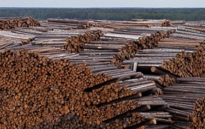 В России пресекли контрабанду леса в Азербайджан