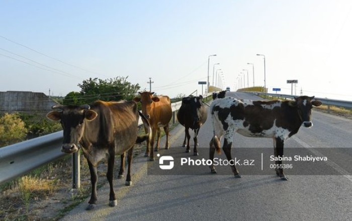 Опасная ситуация на шоссе Алят - Астара: граждане срезают ограждения - ФОТО