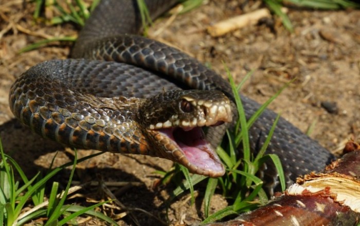 Жительницу Гаджигабульского района укусила змея
